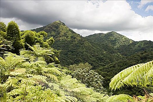 茂密,风景