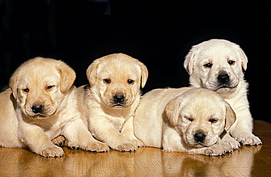 黄色拉布拉多犬,狗,幼仔,黑色背景