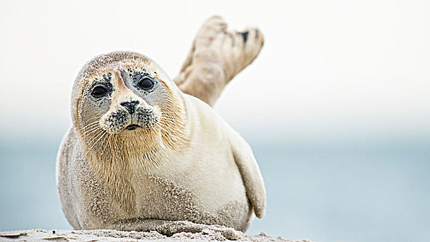 斑海豹,躺着,海滩,小动物,沙丘,德国,欧洲