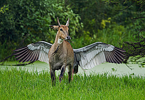 飞,马,印度,鹤,追逐,离开,蓝色,雄性动物,鸟窝,盖奥拉迪奥,国家公园