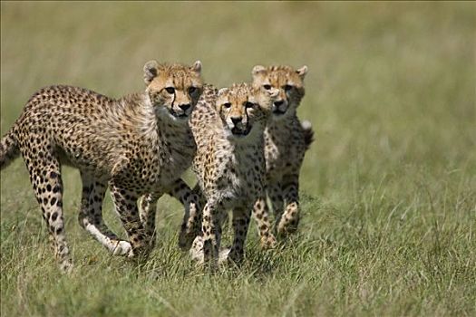 印度豹,猎豹,三个,老,马赛马拉国家保护区,肯尼亚