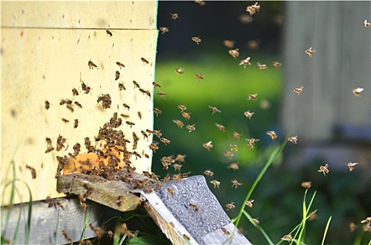 许多,蜜蜂,入口,蜂巢,蜂场