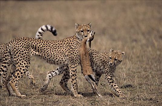 印度豹,猎豹,一对,汤氏瞪羚,幼兽,捕食,非洲
