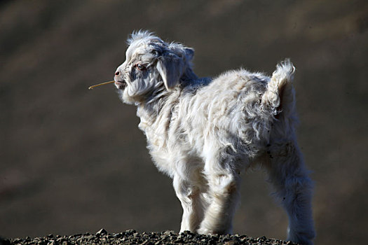新疆哈密,调皮害羞的小山羊