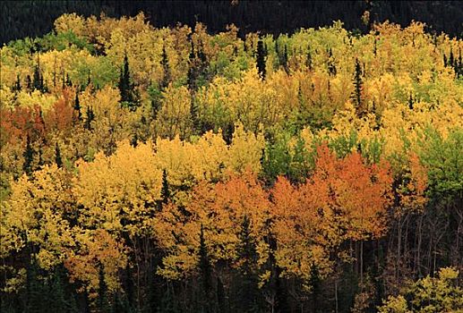 树,秋色,秋天,德纳利国家公园和自然保护区,阿拉斯加
