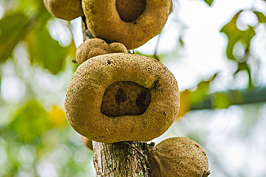 madagascar马达加斯加微距树蘑菇