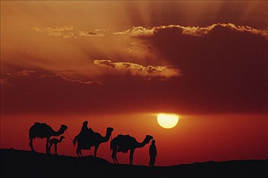 单峰骆驼,三个,生活,骆驼,日落,绿洲,沙子,海洋,撒哈拉沙漠,埃及