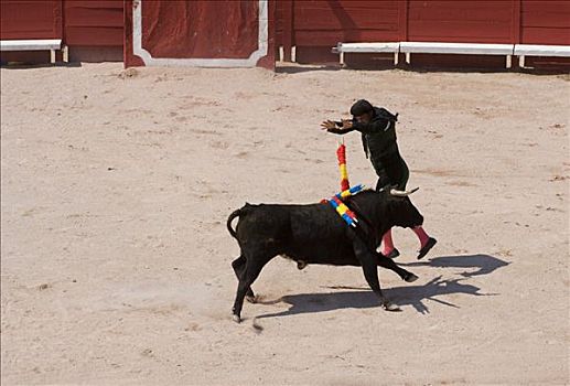 花标,黑色,公牛,斗牛,节假日,2007年,阿尔勒,法国