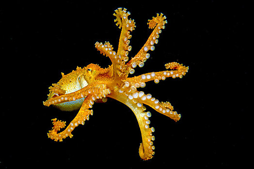 黄色,章鱼,八腕目,巴布亚新几内亚,大洋洲