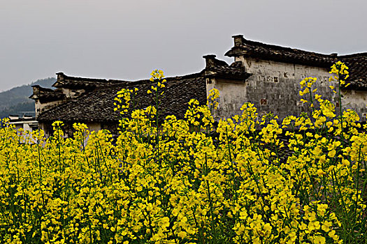 花海溢古村