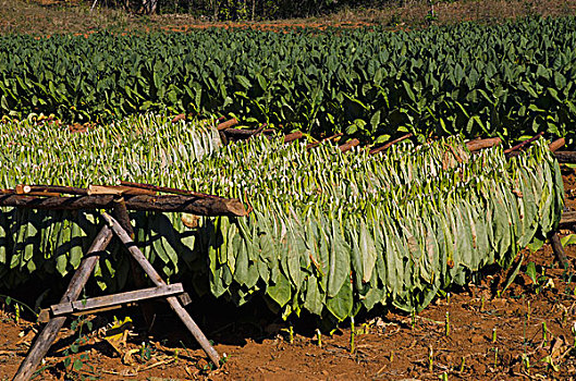 烟草,花烟草,干燥架,罗萨里奥,古巴
