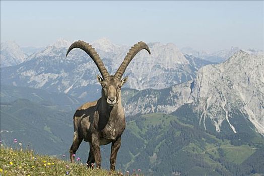 阿尔卑斯野山羊,羱羊,艾森埃尔茨,施蒂里亚,奥地利,欧洲
