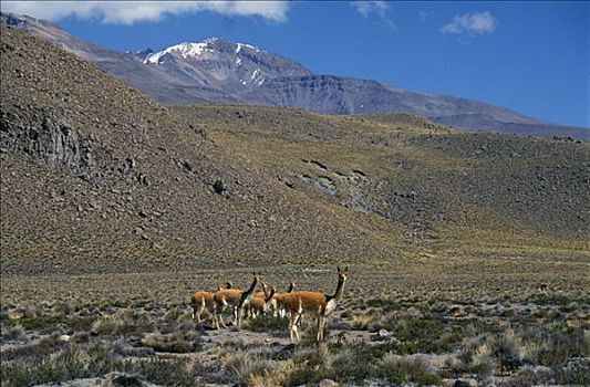 小羊驼,美洲驼,高原,阿雷基帕,柯卡谷