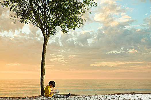 男孩,坐,下方,树,海滩,读,书本