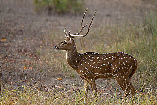 花鹿,成年,雄性,站立,草丛,甘哈国家公园,中央邦,印度,亚洲