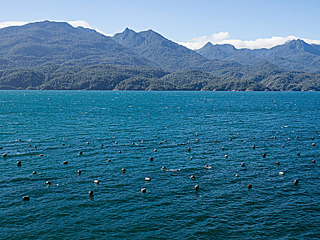 养鱼场,水产业,峡湾,西部,绕行,巴塔哥尼亚,智利