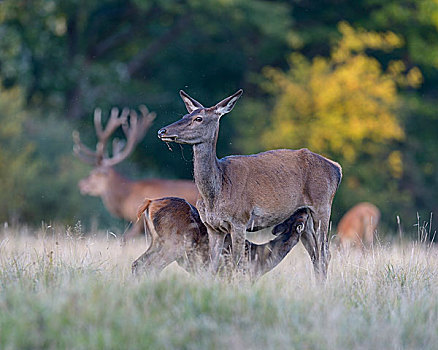 赤鹿,哺乳,母鹿,老,雄性动物,西兰岛,丹麦,欧洲