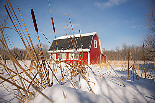 红色,谷仓,房子,乡野,雪,前景,曼尼托巴,加拿大