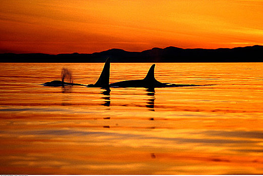 逆戟鲸,日落,南方,温哥华岛,不列颠哥伦比亚省,加拿大