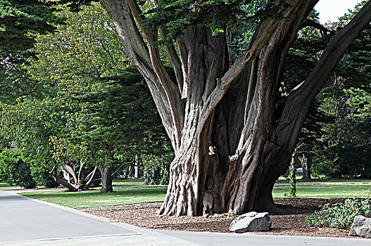 新西兰基督城植物园,botanic,garden