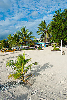 白沙滩,隐避处,岛屿,靠近,维拉港,瓦努阿图,南太平洋