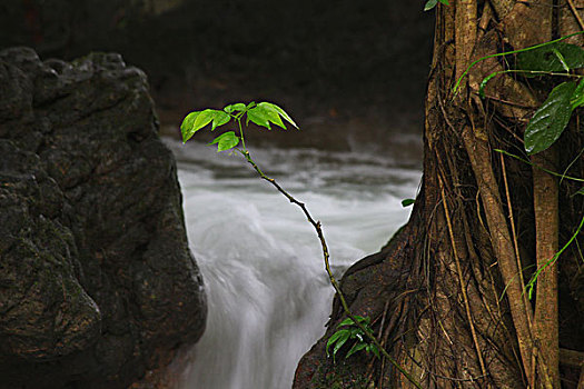 德天瀑布,广西,溪流,生态,归春河,壮观,气势,磅礴,河流,风光,景观,画廊,仙境