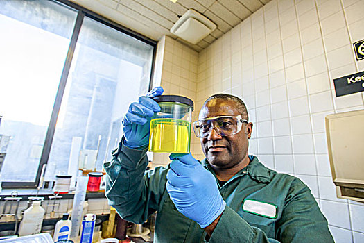 实验室人员,看,烧杯,黄色,生物燃料,植物,实验室