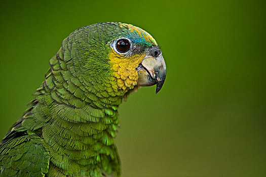鹦鹉,雨林,圭亚那