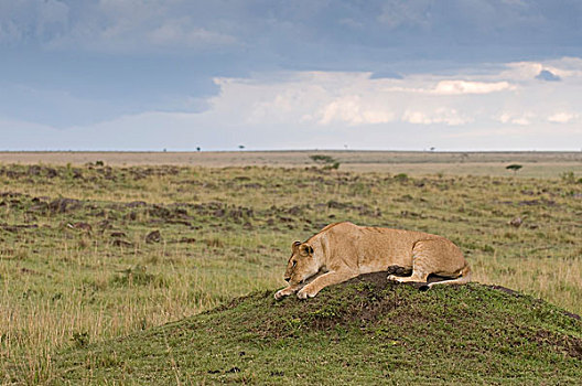 雌狮,马赛马拉国家保护区,肯尼亚,非洲
