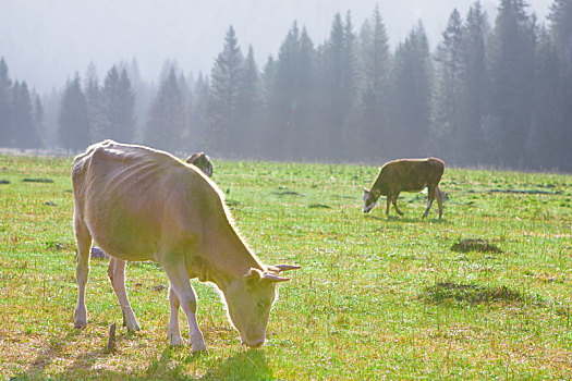 清晨,牧场中的肉牛正在吃草