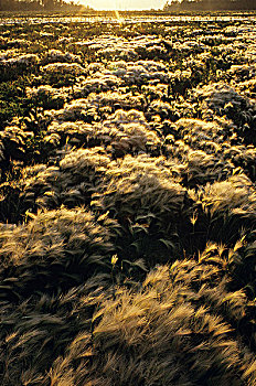 狐尾草,大麦,草,靠近,曼尼托巴,加拿大