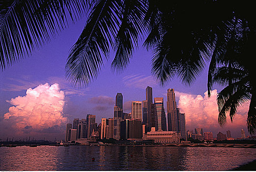 城市天际线,剪影,棕榈树,新加坡