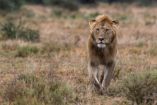 雄性,狮子,走,恩戈罗恩戈罗,保护区,塞伦盖蒂,坦桑尼亚