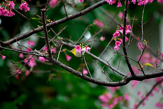 阴雨天小鸟穿梭在美丽的樱花树上