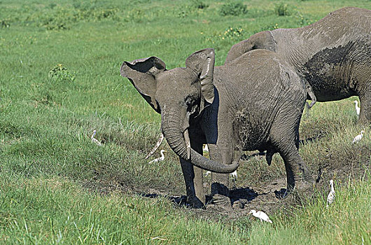 非洲象,泥,水,肯尼亚