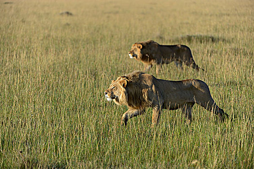 两个,游牧,雄性,狮子,就绪,攻击,马赛马拉国家保护区,肯尼亚,非洲