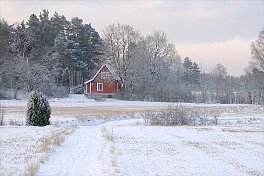 红色,房子,树林,瑞典