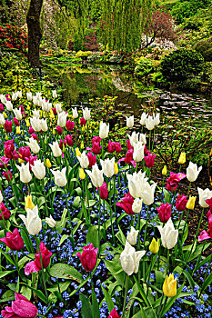 宝翠花园,花,展示,靠近,采石场,湖,维多利亚,不列颠哥伦比亚省,加拿大