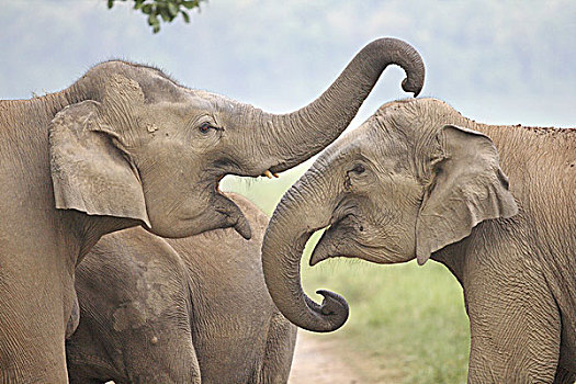 印度,亚洲象,打闹,国家公园