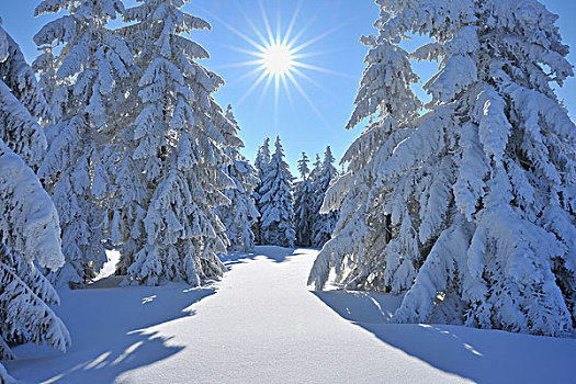 雪,遮盖,针叶树,树,太阳,格罗塞尔,图林根州,德国