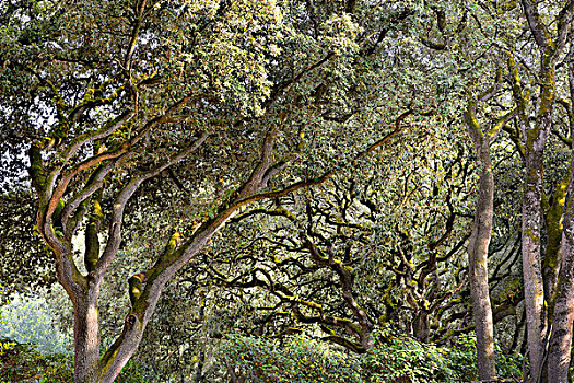 圣栎,冬青栎,树,南法诺穆提岛,法国