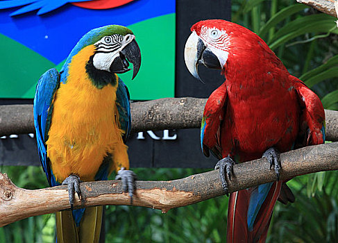 新加坡裕廊飞禽公园鹦鹉对话吵架