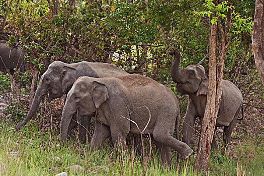 印度,亚洲象,树林,国家公园