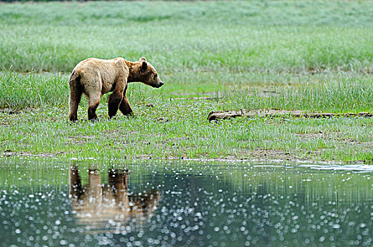 棕熊,熊,幼小,走,海岸线,不列颠哥伦比亚省,加拿大