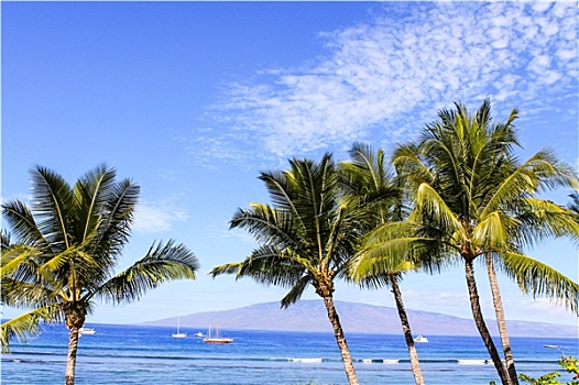 棕榈树,蓝天,海洋