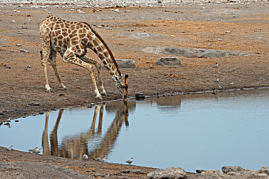 长颈鹿,喝,水坑,埃托沙国家公园,纳米比亚,非洲
