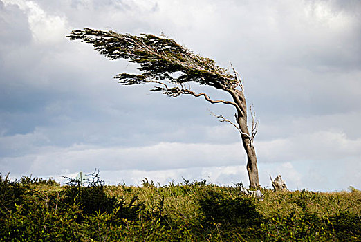 树,形状,风,火地岛,靠近,乌斯怀亚,南,巴塔哥尼亚,阿根廷,南美