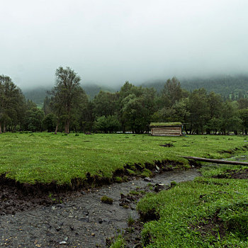 雨雾,中的,新疆,小景