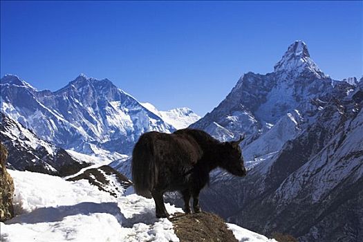 牦牛,山脉,萨加玛塔国家公园,昆布,尼泊尔
