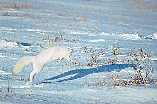北极狐,猎捕,沿岸,哈得逊湾,北极,曼尼托巴,加拿大